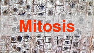 Mitosis [upl. by Pride]