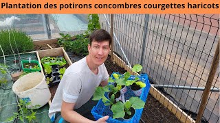 Plantation des potirons concombres courgettes haricots [upl. by Stearns]