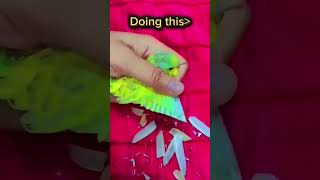 Dont do this please 😭 birds budgiecolony lovebirds parrot lovebirdscolony [upl. by Earb962]