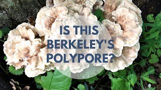 Berkeleys Polypore Mushroom Identification and Look Alike [upl. by Eidolem]