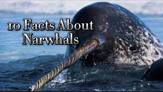 10 Interesting Facts About Narwhals [upl. by Lehar635]