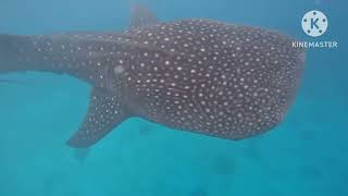 Swimming WhaleAndShark with family fe asmr familylove [upl. by Fanny]