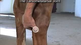 IntraArticular Joint Injections The Hock [upl. by Eiramyllek]