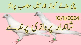 Patti wale kabootar for sale  Nadeem pigeon TV  WhatsApp 03006922452 [upl. by Wivina]