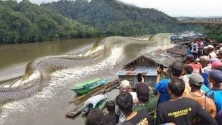 Les 10 animaux les plus DANGEREUX dAmazonie [upl. by Ahsieka623]