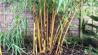 Phyllostachys vivax ‘Aureocaulis’ update  June 4th 2024 [upl. by Wailoo]