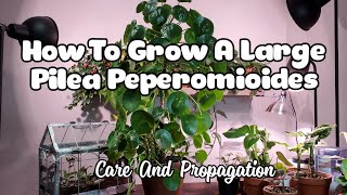 How To Grow A Large Pilea Peperomioides  PLAN CARE AND PROPAGATION [upl. by Delcina276]