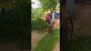 High Speed Chaff Cutter Machine operating With bull punjablook trendingshorts ytshorts [upl. by Yemar]