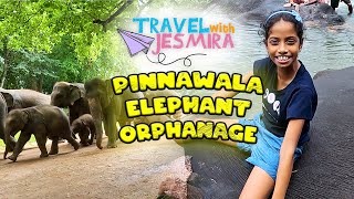 Pinnawala Elephanat Orphanage  A must visit in Sri Lanka  Baby Elephant Travel With Jesmira 2024 [upl. by Oiramrej]