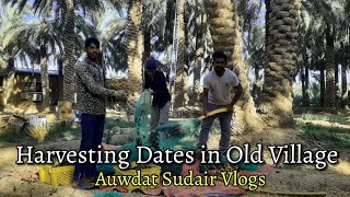 Harvesting Dates in Old Village  Hindi version 4k Vlogs [upl. by Idnal13]