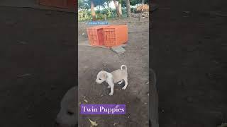 Twin Puppies 🐶🐕 doglover cute animals puppy shorts ytshorts puppyworld [upl. by Jenness43]