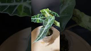 Alocasia Amazonica Poly plants garden greennaturehousplants Varigata alocasia [upl. by Roybn]