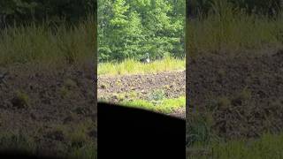 Volume up 🔈Nothing like it when they gobble up close turkey hunting subscribe fyp [upl. by Airreis]