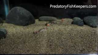 Feeding Albino Giant Pangio myersi kuhli loach amp Mastiglanis asopos Shrimp Catfish forum [upl. by Ihtac]