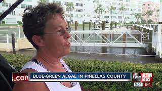 Bluegreen algae now detected in Pinellas County waterways [upl. by Darrill716]