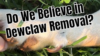 What Do We Think About Dewclaw Removal [upl. by Eejan]