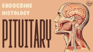 Endocrine Histology Pituitary amp Pineal Glands [upl. by Barnie563]