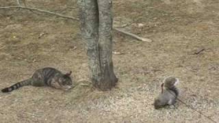 Cat vs Squirrel  Squirrel Wins [upl. by Marjorie]