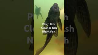 Pleco fish viral video aquarium fish [upl. by Lethia259]