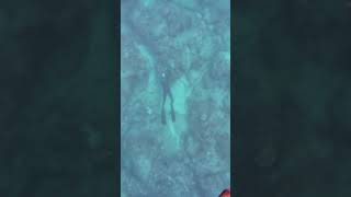 SPEARFISHING Menpachi With Three Prong Polespear fishing spearfish fish spearfishing [upl. by Keyte448]