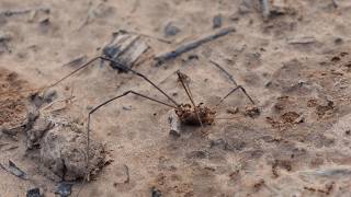 Fire Ants swarm Harvestman on its last legs feat Tiger Beetle [upl. by Rosy]