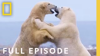 Clan of the North Full Episode  Kingdom of the Polar Bears [upl. by Tekcirk]