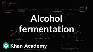 Alcohol or ethanol fermentation  Cellular respiration  Biology  Khan Academy [upl. by Sidonia]