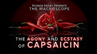 The Agony and Ecstasy of Capsaicin [upl. by Stockmon869]