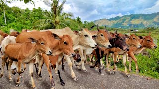 Sapi Lembu Jinak dan Sehat Berkeliaran melewati gunung dengan pemandangan indah  Suara Sapi Lembu [upl. by Hellah]