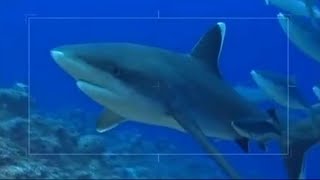 What Makes Sharks Smart  Swimming with Roboshark  BBC Earth [upl. by Buskus54]