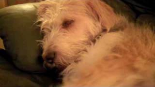 Rocky the Otterhound Snoozy evenings [upl. by Hgielime]