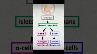 Insulin and glucagon functions insulin glucagon pancreas mbbs reels shorts [upl. by Healey]