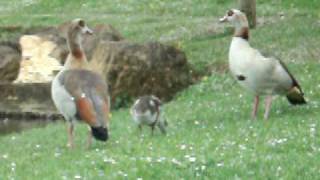 Ouette dEgypte  Alopochen aegyptiaca  oie dEgypte Egyptian goose [upl. by Patnode923]