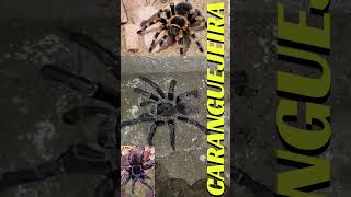 época das aranhas caranguejeiras no sítio🕷️🕷️🕷️🕷️ [upl. by Chambers650]