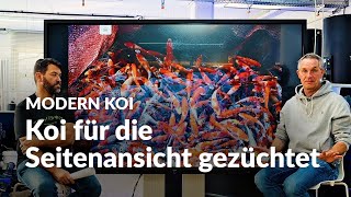 Werden für die Aquarienansicht extra Koi gezüchtet  Modern Koi Blog 6428 [upl. by Niall]