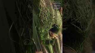 TwoStorey Aerial Apartment🌿🏠 weavers nest nestmaking nature [upl. by Ylrevaw]