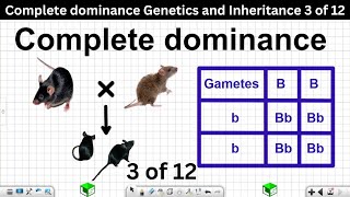 Complete dominance Genetics and Inheritance Grade 12 Life Sciences 3 of 12 [upl. by Nylessoj]