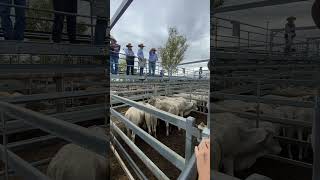 Rockhampton Livestock sales we stopped off one of the biggest livestock sale yards in QLD [upl. by Odel]