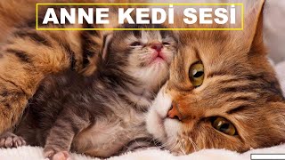 Anne Kedi Sesi  Kedi Çağırma Sesi [upl. by Rbma]