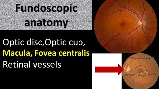 Fundoscopic anatomy of eyes optic disc optic cup macula and retinal vessels [upl. by Ylime208]