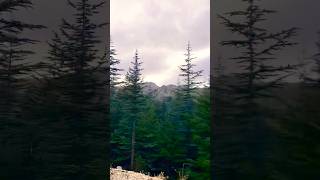 Amazing beautiful Toroslar mountain ladin forest travel wiev keşfet forest travel travelvlog [upl. by Saidel]