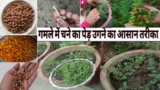 गमले में चने का पेड़ उगने का आसान तरीका  east way to grow gram tree in pot  kitchen gardening [upl. by Bertero477]