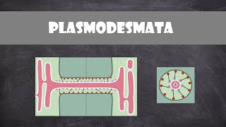 Plasmodesmata Structure and Function  Plant Biology [upl. by Hadwyn330]