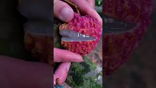 Beautiful amp Tasty Fruit  Lichi fruit fruitcutting lichicutting nature [upl. by Langer59]