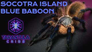 Socotra Island Blue Baboon Monocentropus balfouri Care Guide [upl. by Anaeco]