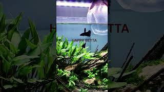 Betta Aquarium CHALLENGE Can I Create a Paradise in 30 Days [upl. by Guendolen]