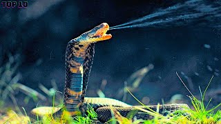 TOP 10 MOST POISONOUS SNAKES IN THE WORLD [upl. by Aleekahs]