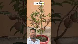 Chiku Ka Paudha How To Grow Sapodilla Plant At Home shorts gardening sapodilla grafting [upl. by Berk336]