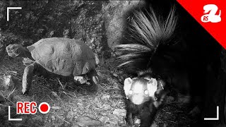 Hidden Camera Captures Snakes Skunks and Tortoises Sharing a Home [upl. by Clint]