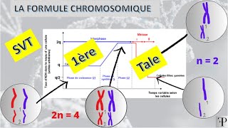 cours SVT 1ère et terminale  la formule chromosomique [upl. by Jehovah914]